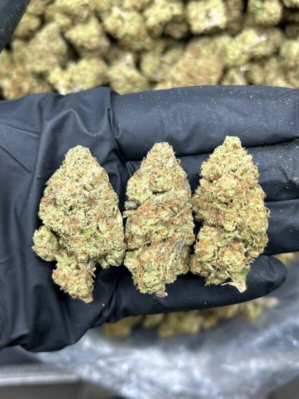 Close-up of Papaya Punch cannabis buds covered in trichomes, showing vibrant green, purple, and orange hues