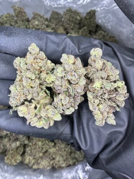 Close-up of a Watermelon strain cannabis flower with vibrant green, orange, and purple hues
