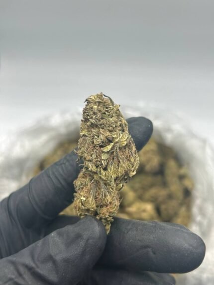 Close-up of Wedding Cake cannabis strain showing dense, frosty buds with hints of purple and orange hairs