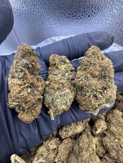 Close-up image of LA Kush Cake cannabis buds showing frosty trichomes and dense purple-green nuggets.