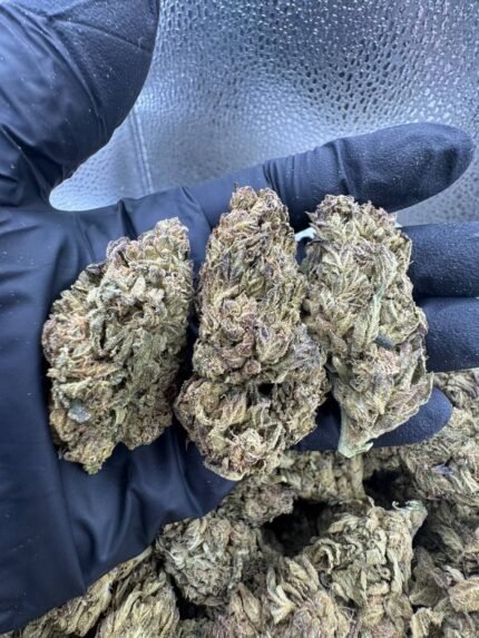 Close-up of SFV OG cannabis buds showing dense, frosty trichomes with orange hairs and green hues.