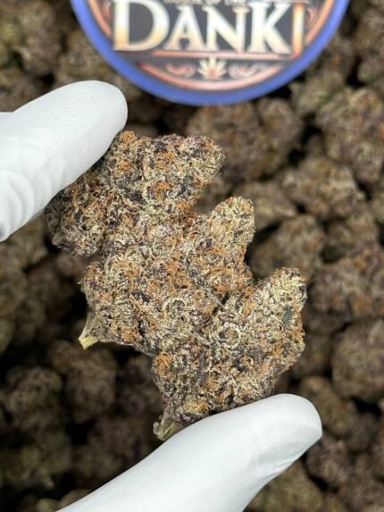 Close-up of Frozen Gelato cannabis strain with frosty trichomes, dense structure, and vibrant purple-green hues