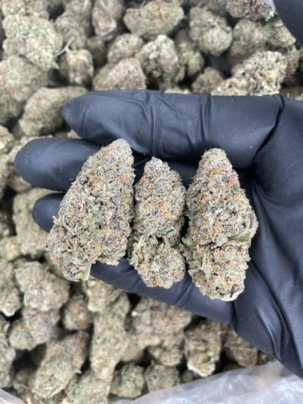 Close-up of Granddaddy Purple cannabis strain with dense purple buds, frosty trichomes, and orange pistils